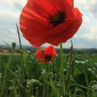 Mohn am Feldrand