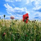 Mohn am Feldrand