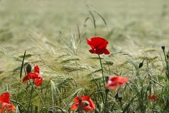 Mohn am Feldrand