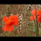 Mohn am Feldrand auf Rügen