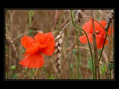 Mohn am Feldrand auf Rügen