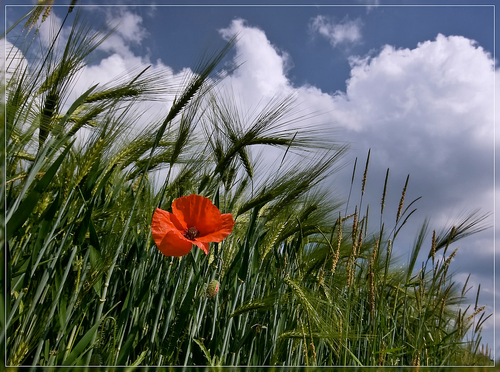 Mohn am Feldrand