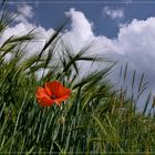 Mohn am Feldrand