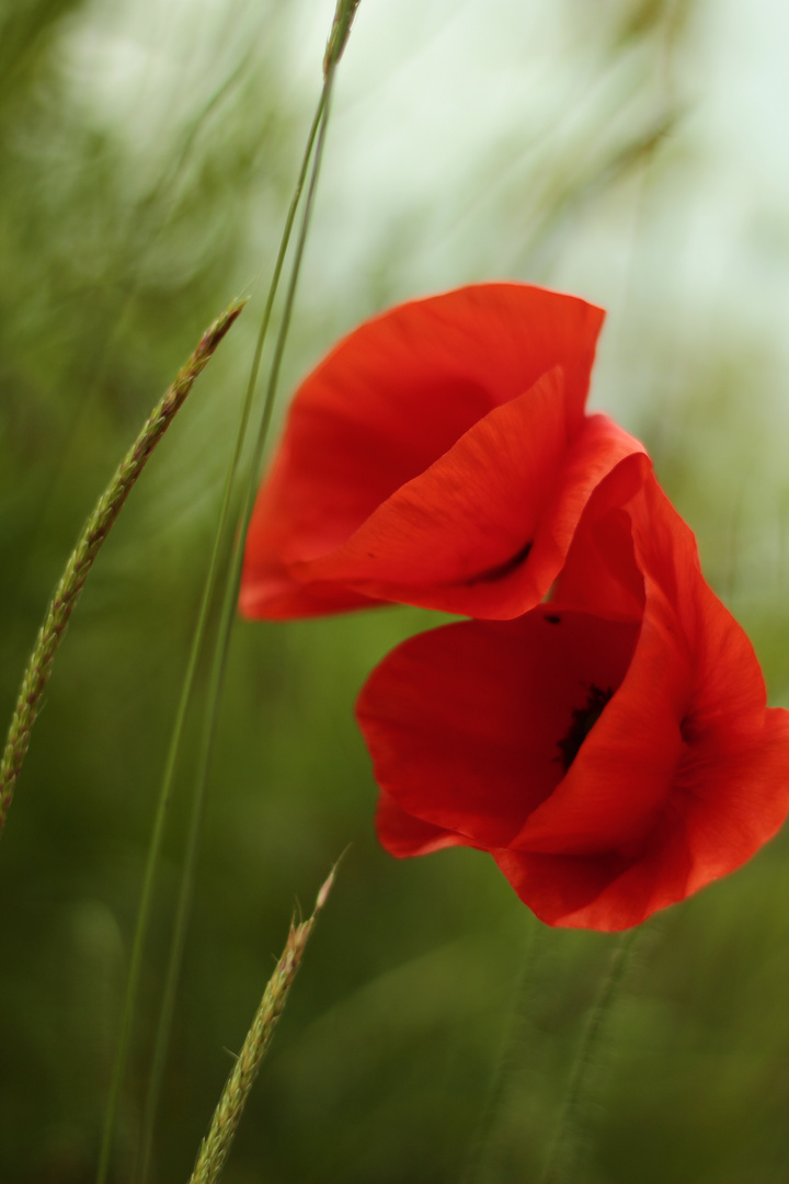 Mohn am Feldrand