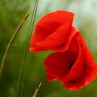 Mohn am Feldrand