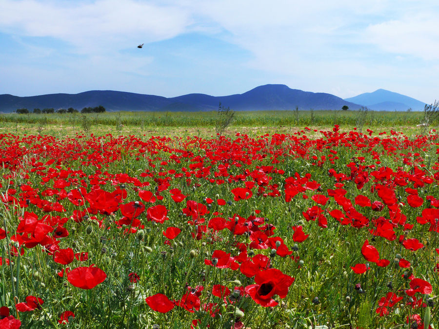 Mohn am Feldrand in Griechenland