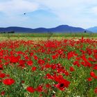 Mohn am Feldrand in Griechenland