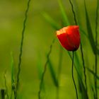 Mohn am Feldweg