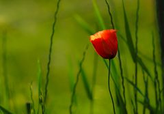 Mohn am Feldweg