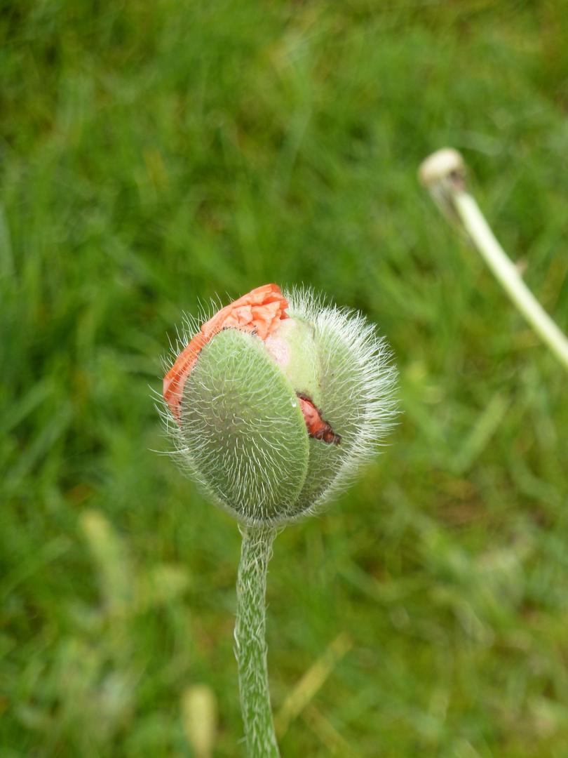 Mohn am Fjord von Ulvik