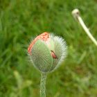 Mohn am Fjord von Ulvik