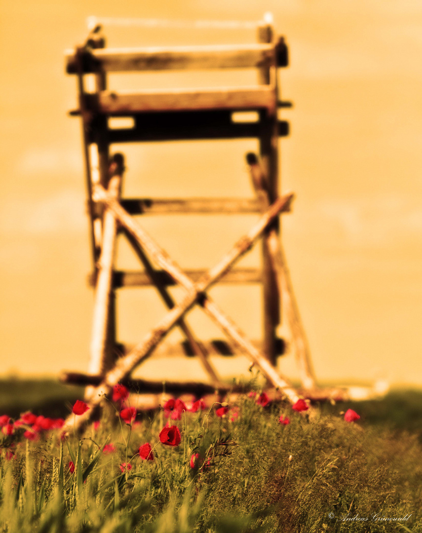 Mohn am Forststand