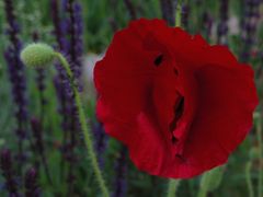 Mohn am frühen Abend