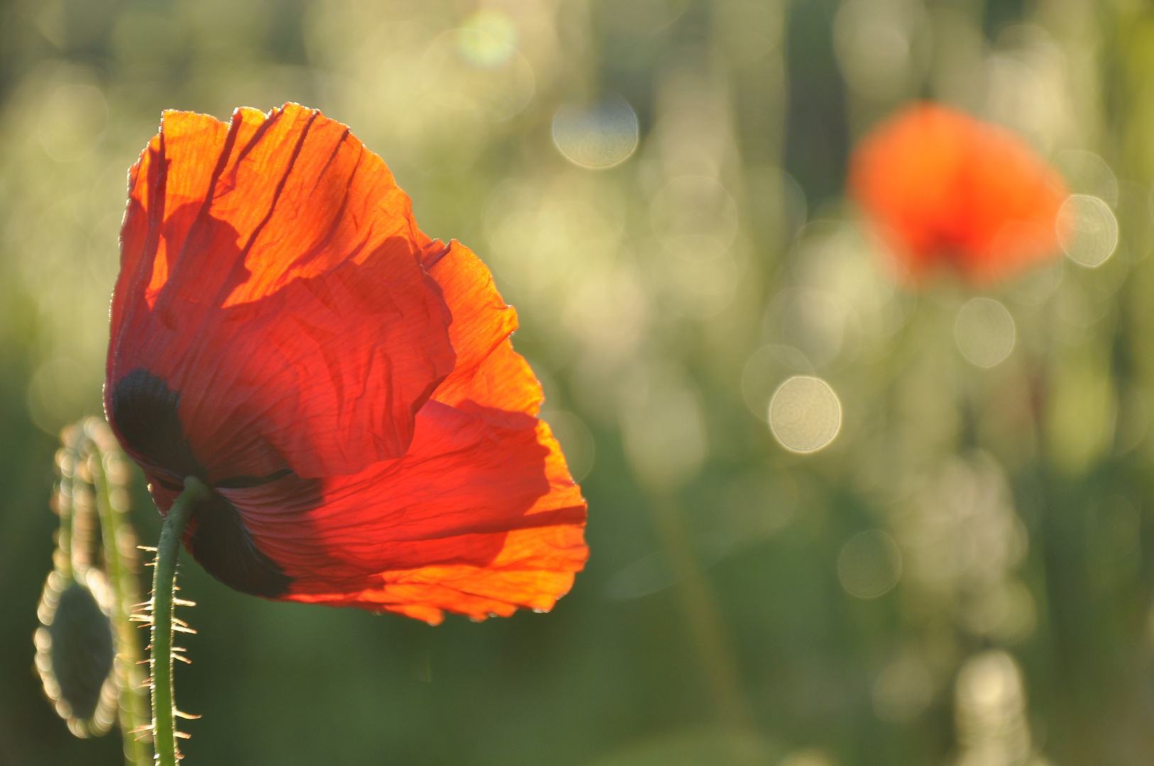 Mohn am frühen Morgen