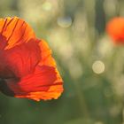 Mohn am frühen Morgen