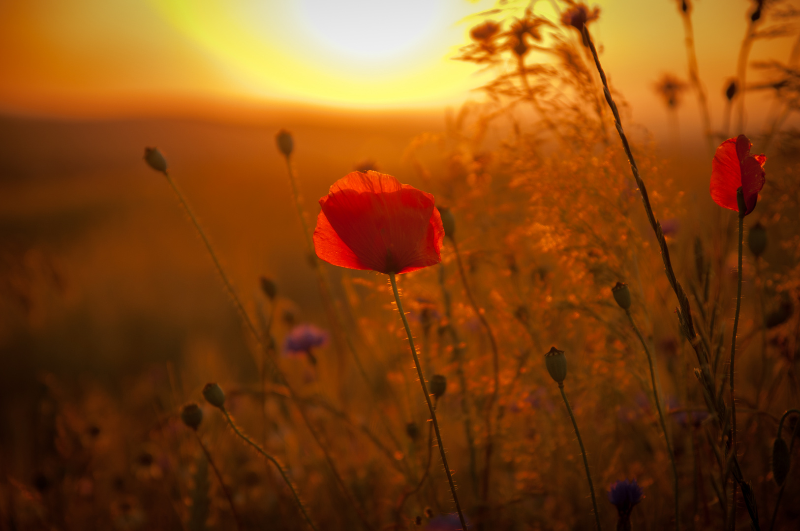 Mohn am frühen Morgen