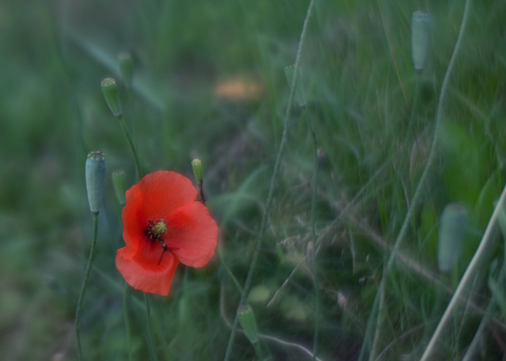 Mohn am Gartenzaun