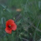 Mohn am Gartenzaun