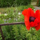 Mohn am Gartenzaun