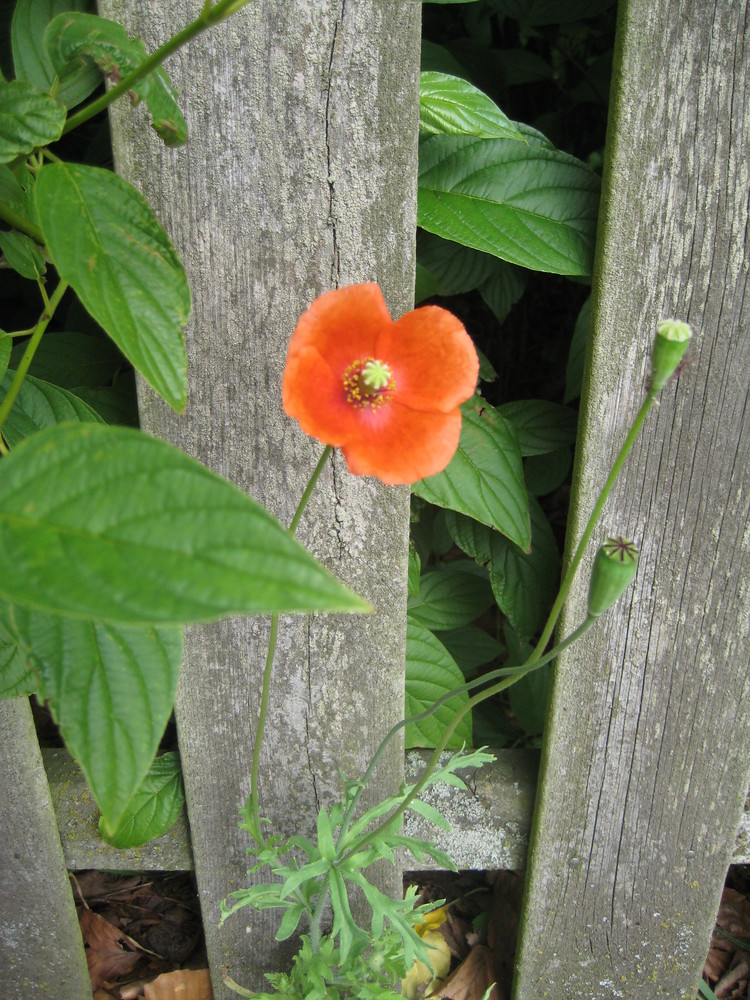 Mohn am Gartenzaun