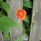 Mohn am Gartenzaun