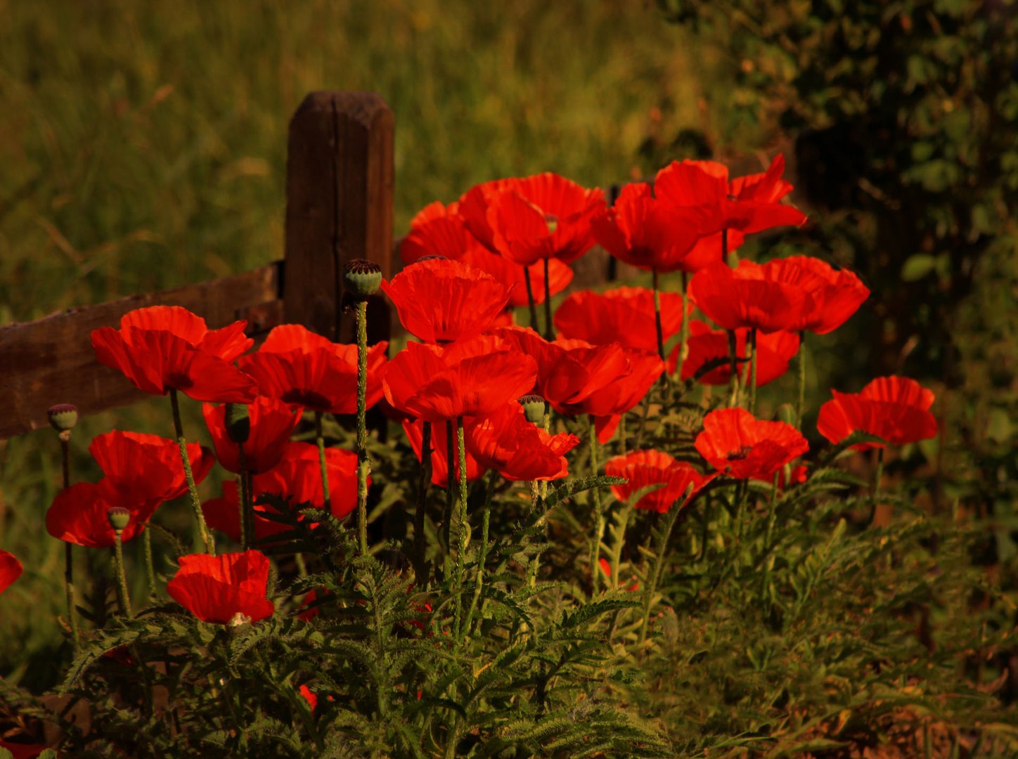 Mohn am Gartenzaun