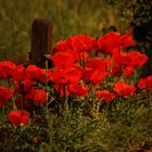 Mohn am Gartenzaun