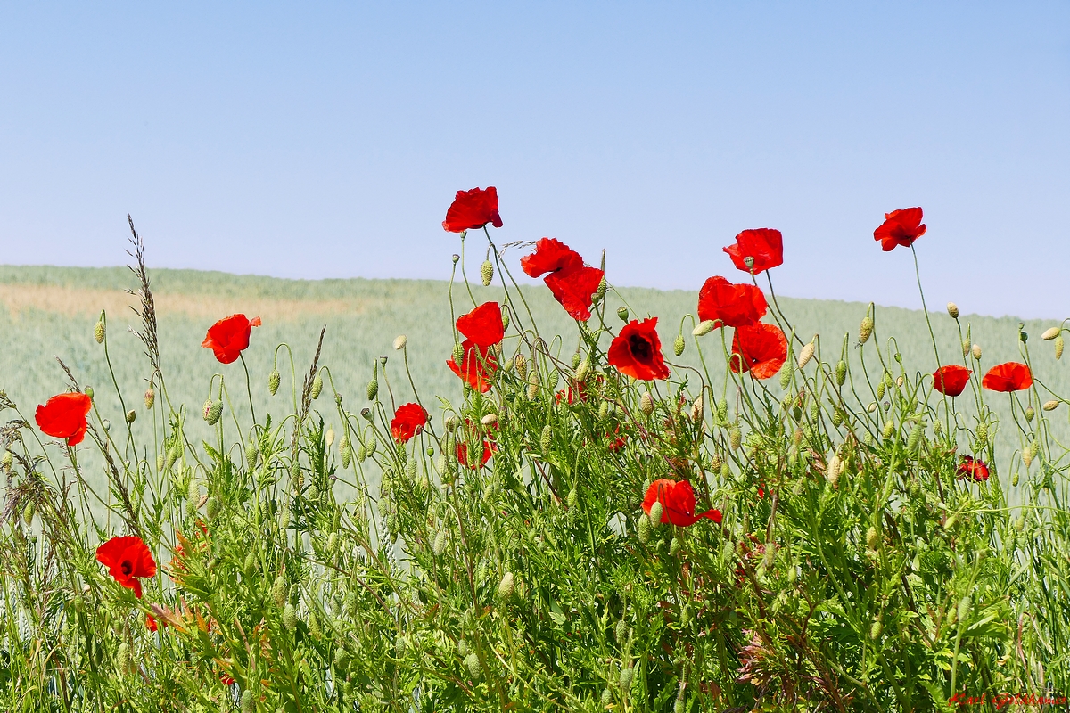 Mohn am Gerstenfeld