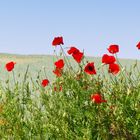 Mohn am Gerstenfeld