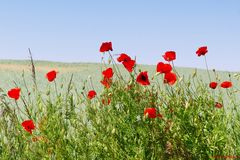 Mohn am Gerstenfeld