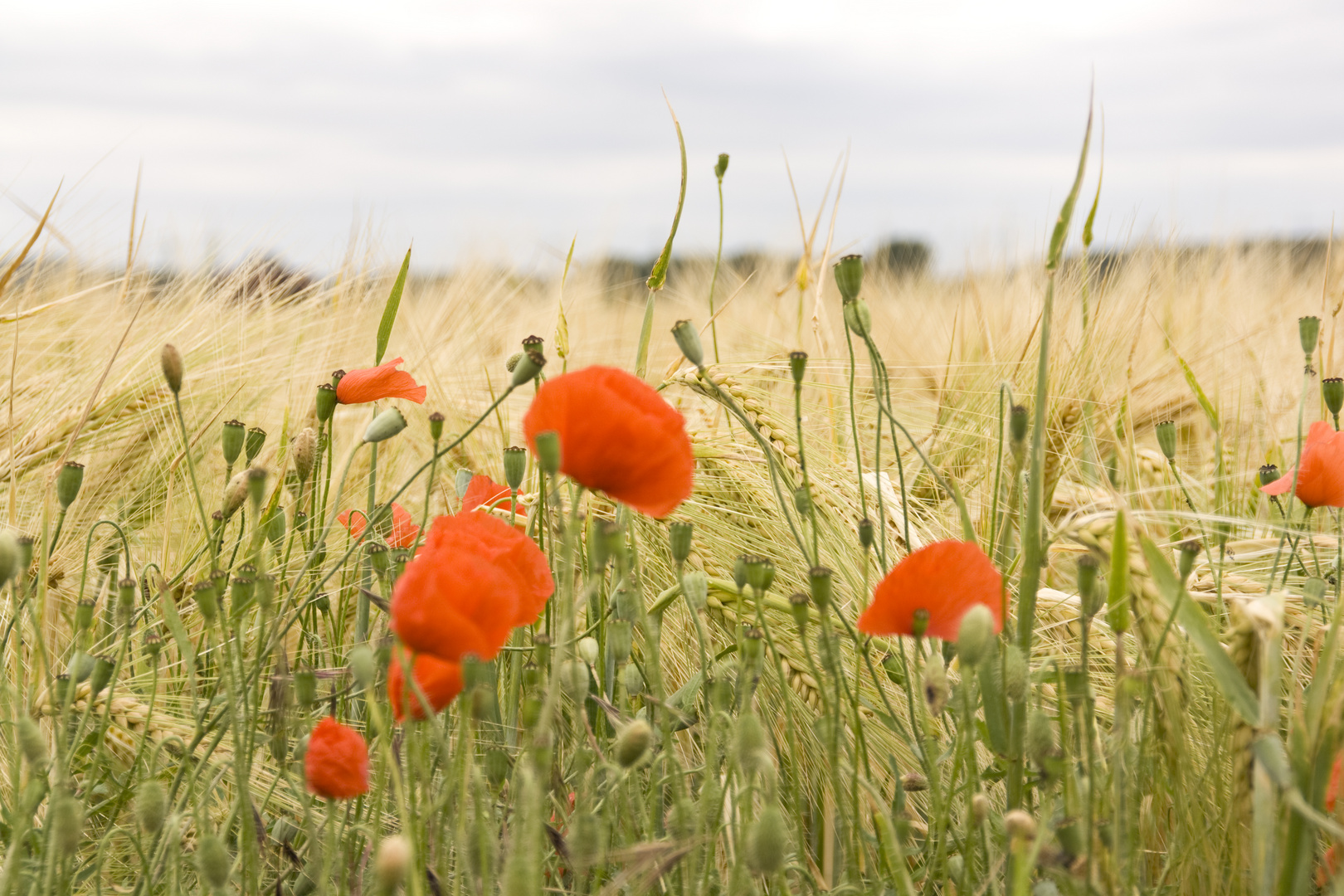 Mohn am Getreidefeld 2