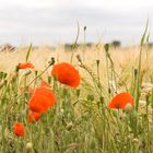 Mohn am Getreidefeld 2