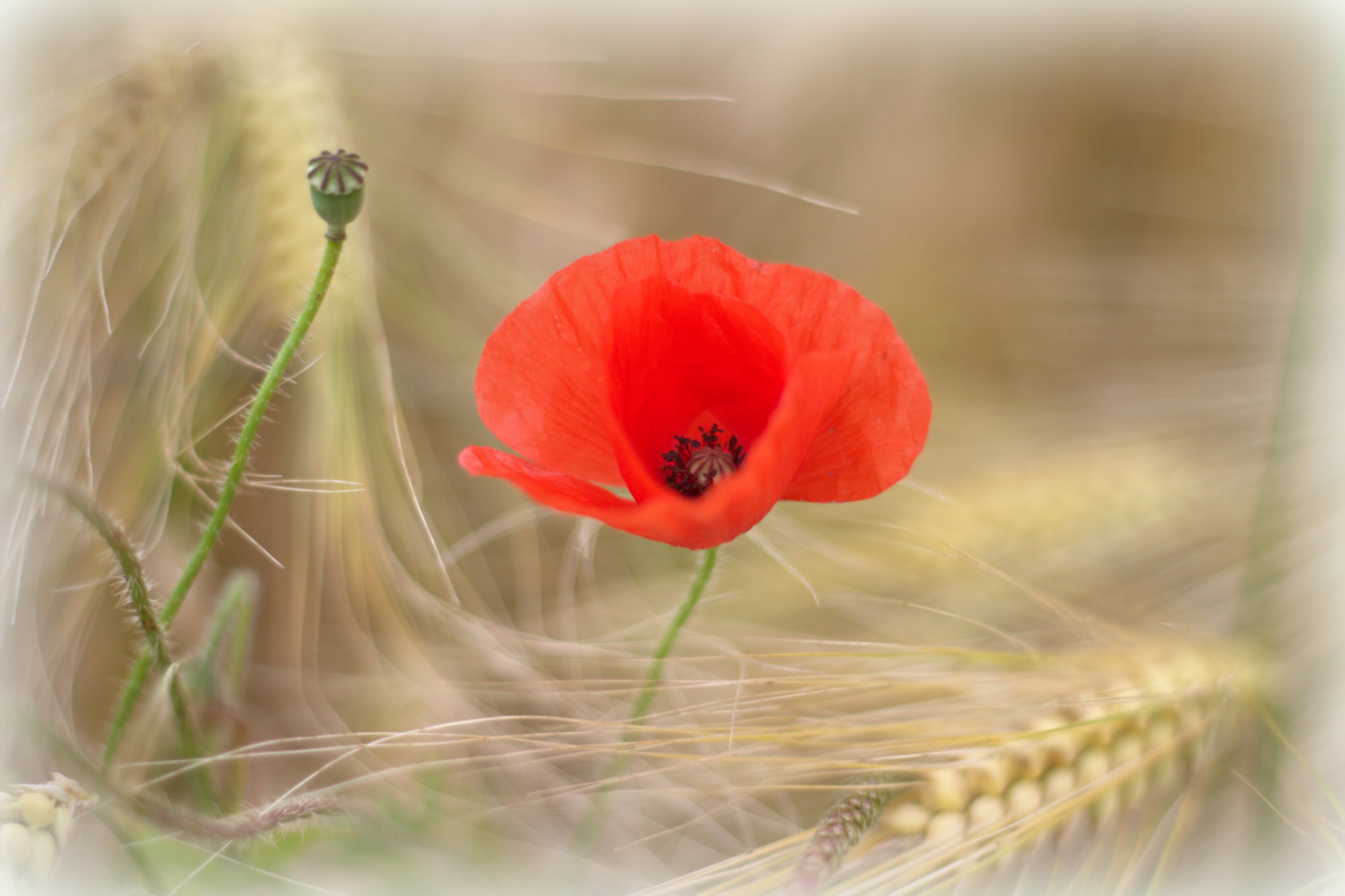 Mohn am Getreidefeld