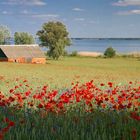 Mohn am Haus am See