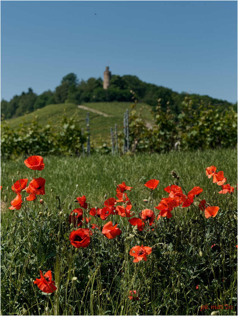 Mohn am Heuchelberg