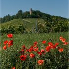 Mohn am Heuchelberg