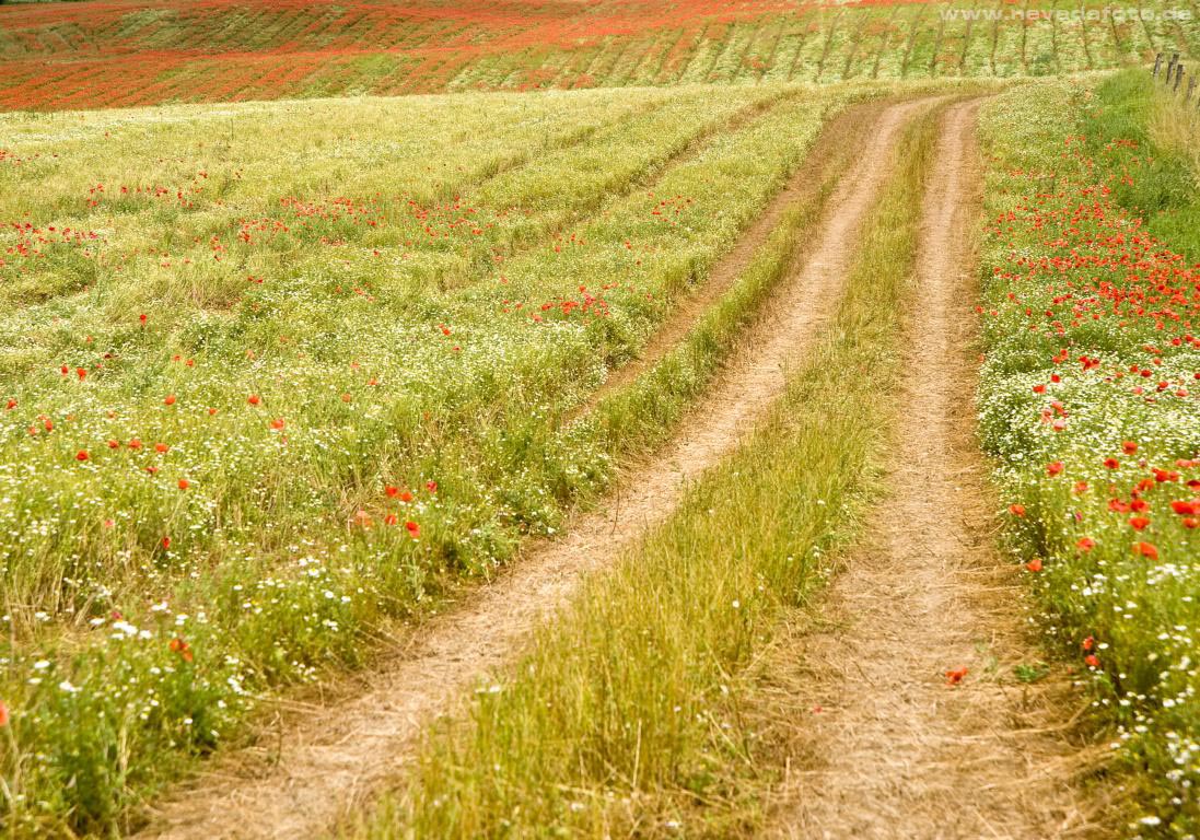 Mohn am Horizont