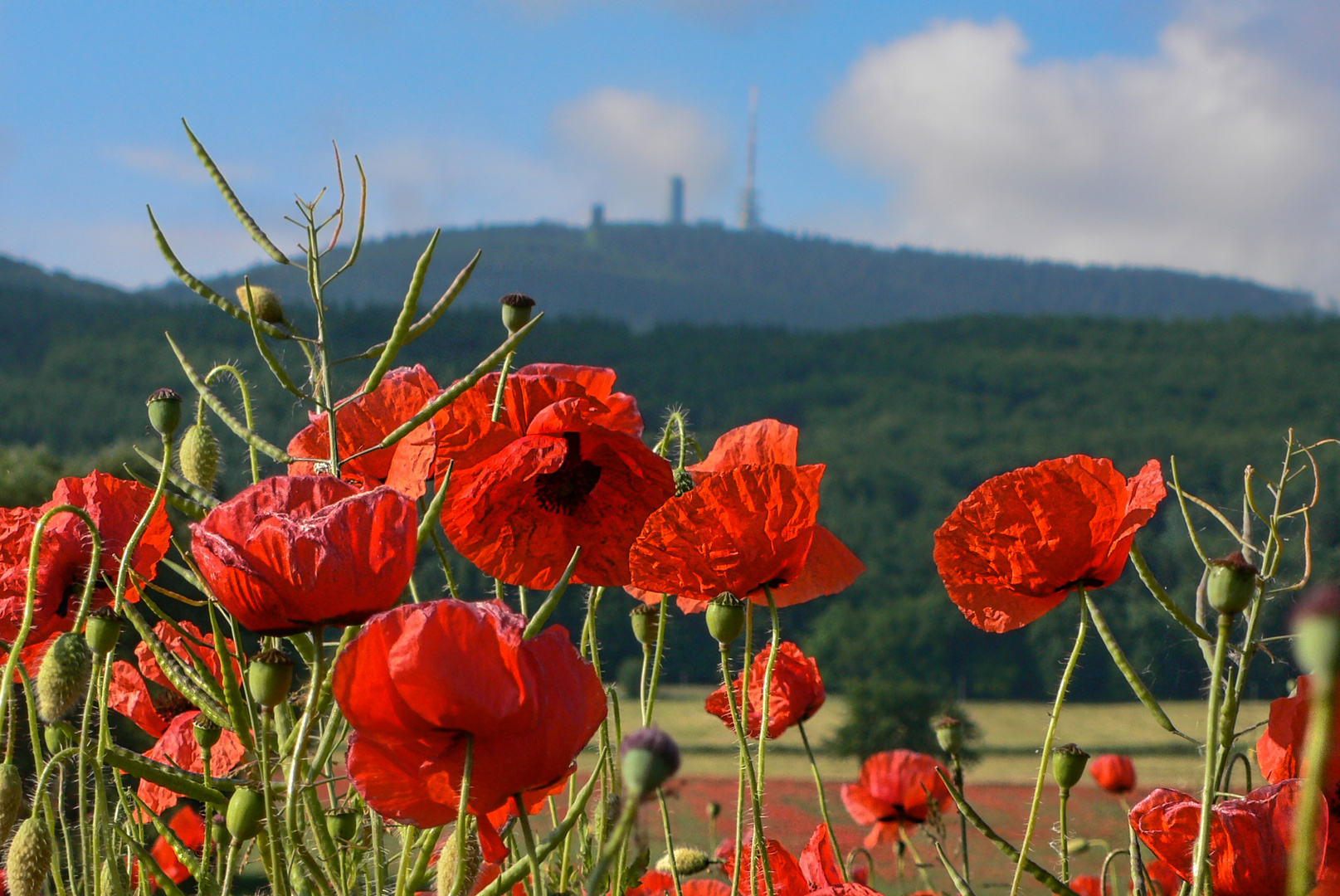 Mohn am Inselsberg