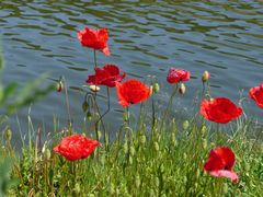 Mohn am Kanal