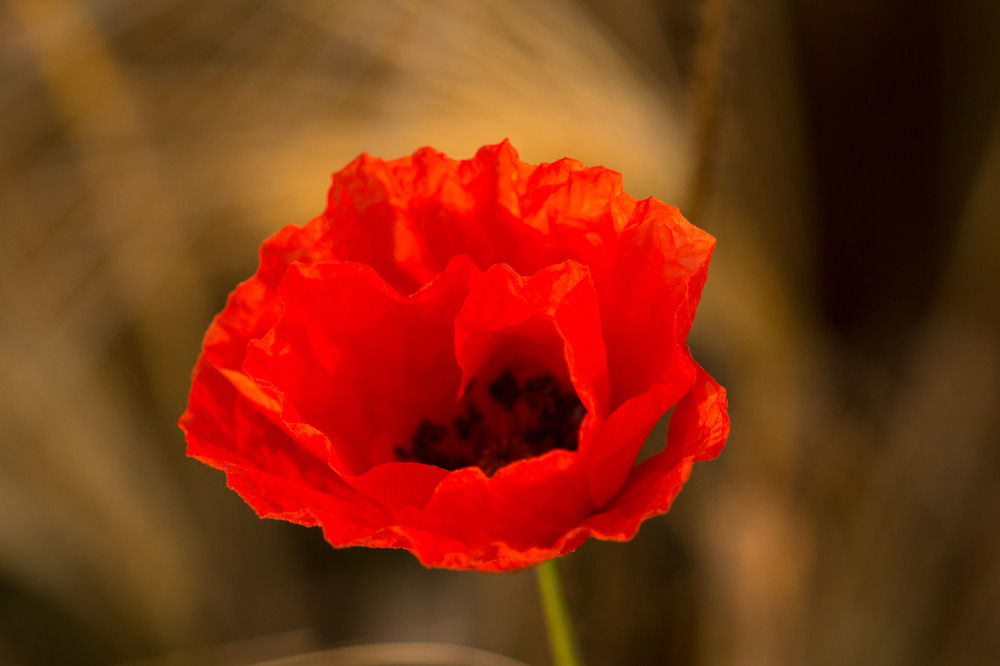 Mohn am Kornfeld