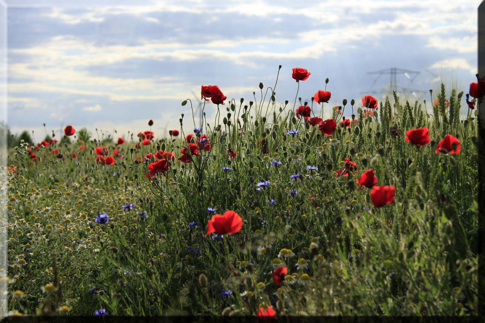 Mohn am Kornfeld