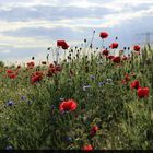 Mohn am Kornfeld