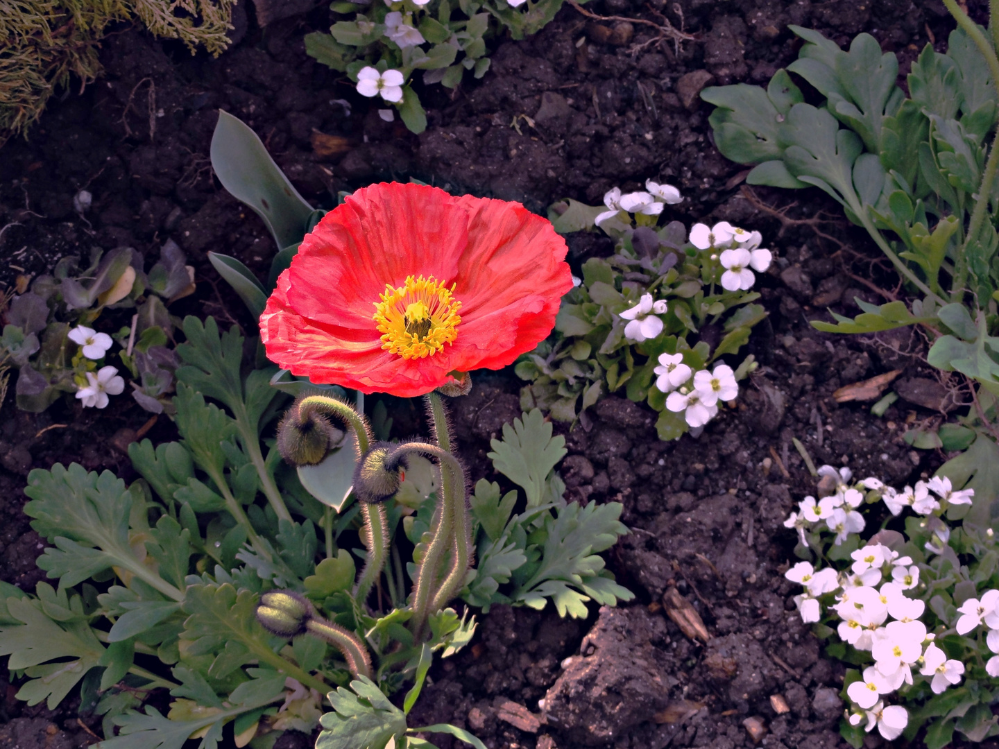 Mohn am Lac Léman ( am Genfersee )