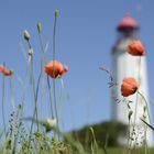 Mohn am Leuchtturm Dornbusch 