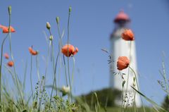 Mohn am Leuchtturm Dornbusch 