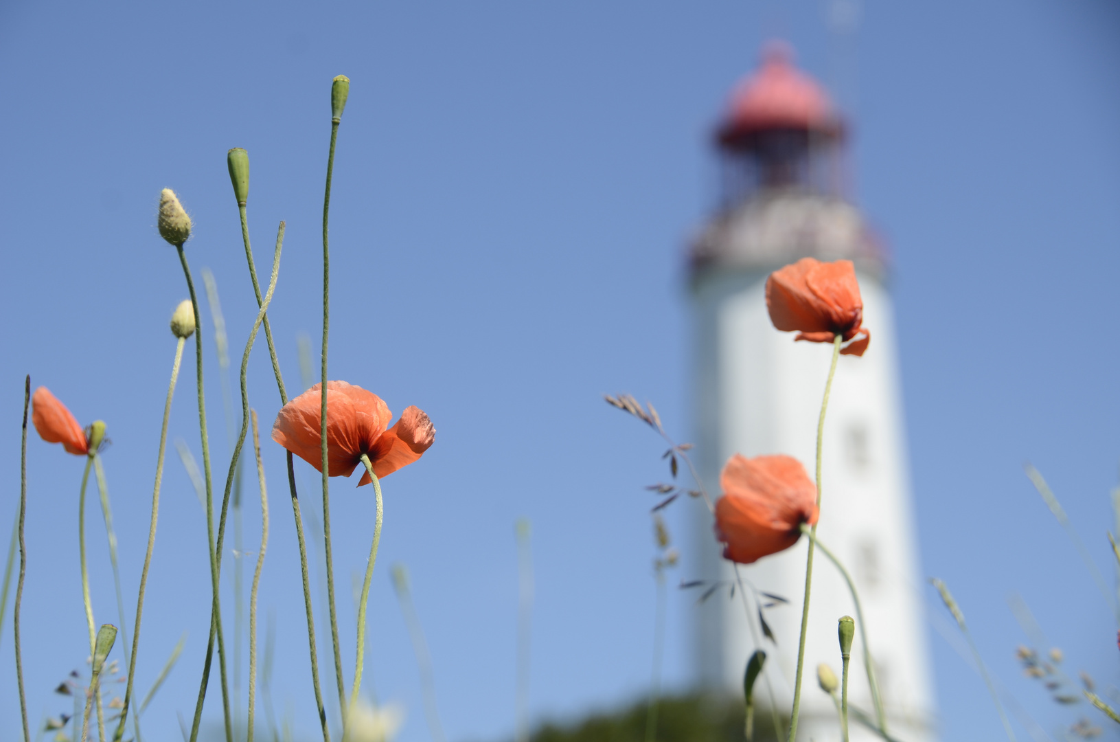 Mohn am Leuchtturm Dornbusch 