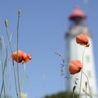 Mohn am Leuchtturm Dornbusch 