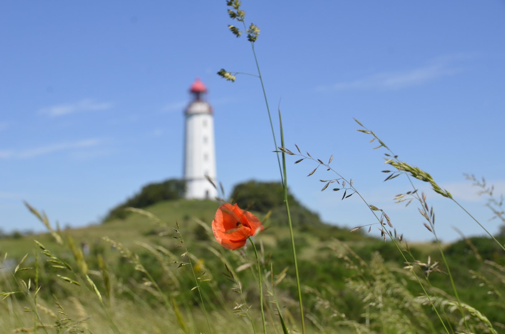 Mohn am Leuchtturm Dornbusch 