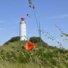 Mohn am Leuchtturm Dornbusch 