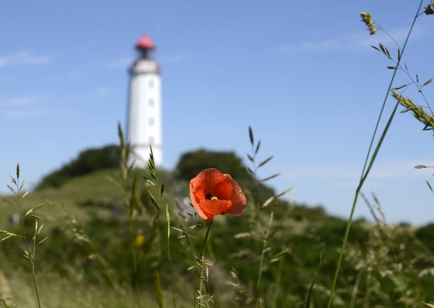 Mohn am Leuchtturm Dornbusch 